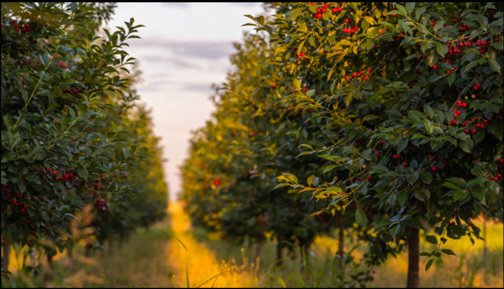 Map of Cherry Blossom Fruit Stand delivery area along Highway 97, Okanagan Falls to Summerland