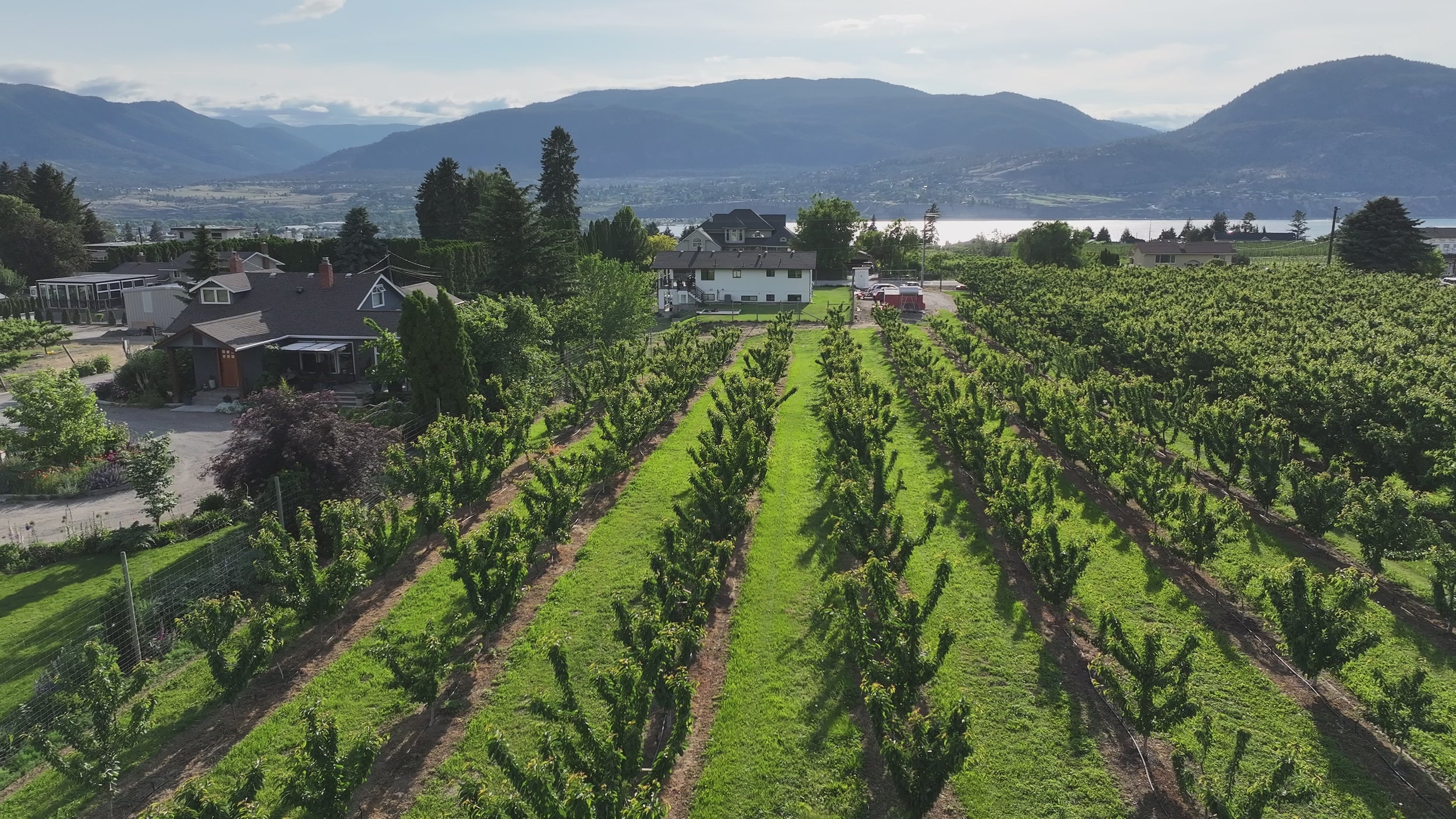 Drone view of the Cherry Blossom Fruit Stand orchard in 4K